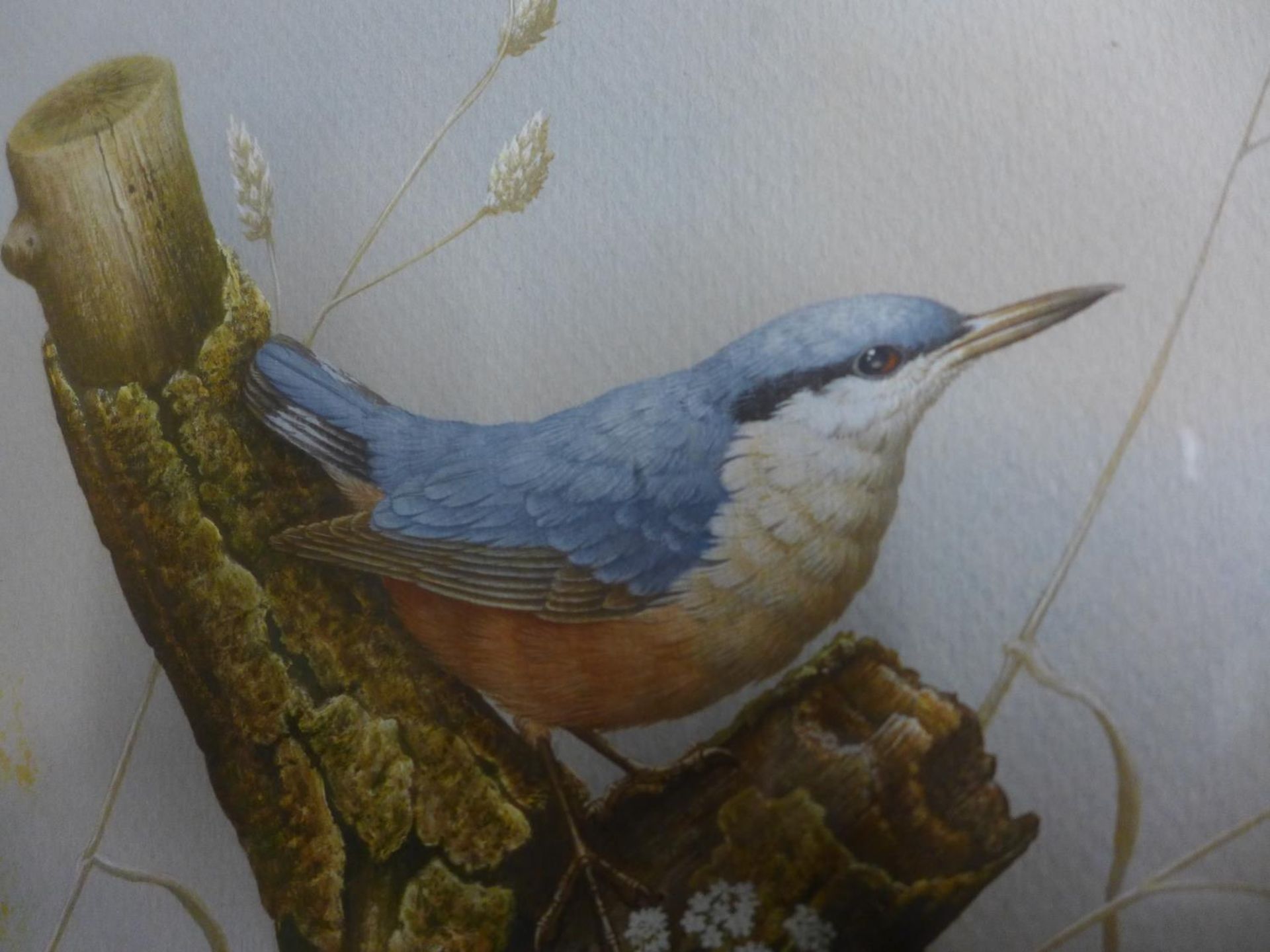 DAVID ANDREWS (BRITISH 20TH/21ST CENTURY) RED BREASTED NUTHATCH, WATERCOLOUR, SIGNED LOWER LEFT, - Image 3 of 3