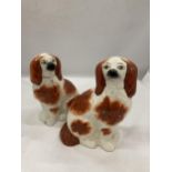 A PAIR OF STAFFORDSHIRE STYLE SPANIEL DOGS, HEIGHT 20CM