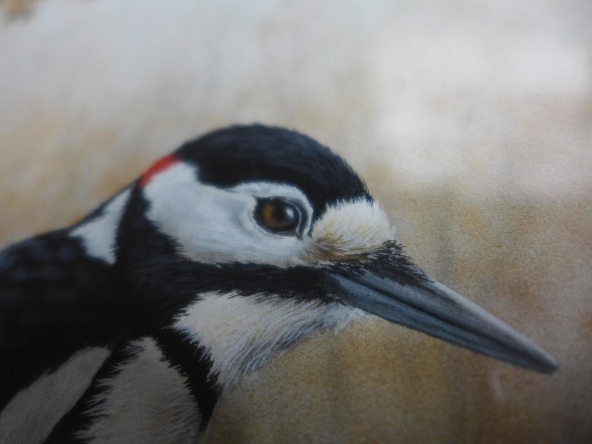 NIGEL ARTINGSTALL (BRITISH BORN 1963) 'GREAT SPOTTED WOODPECKER', WATERCOLOUR, SIGNED LOWER RIGHT, - Image 5 of 7