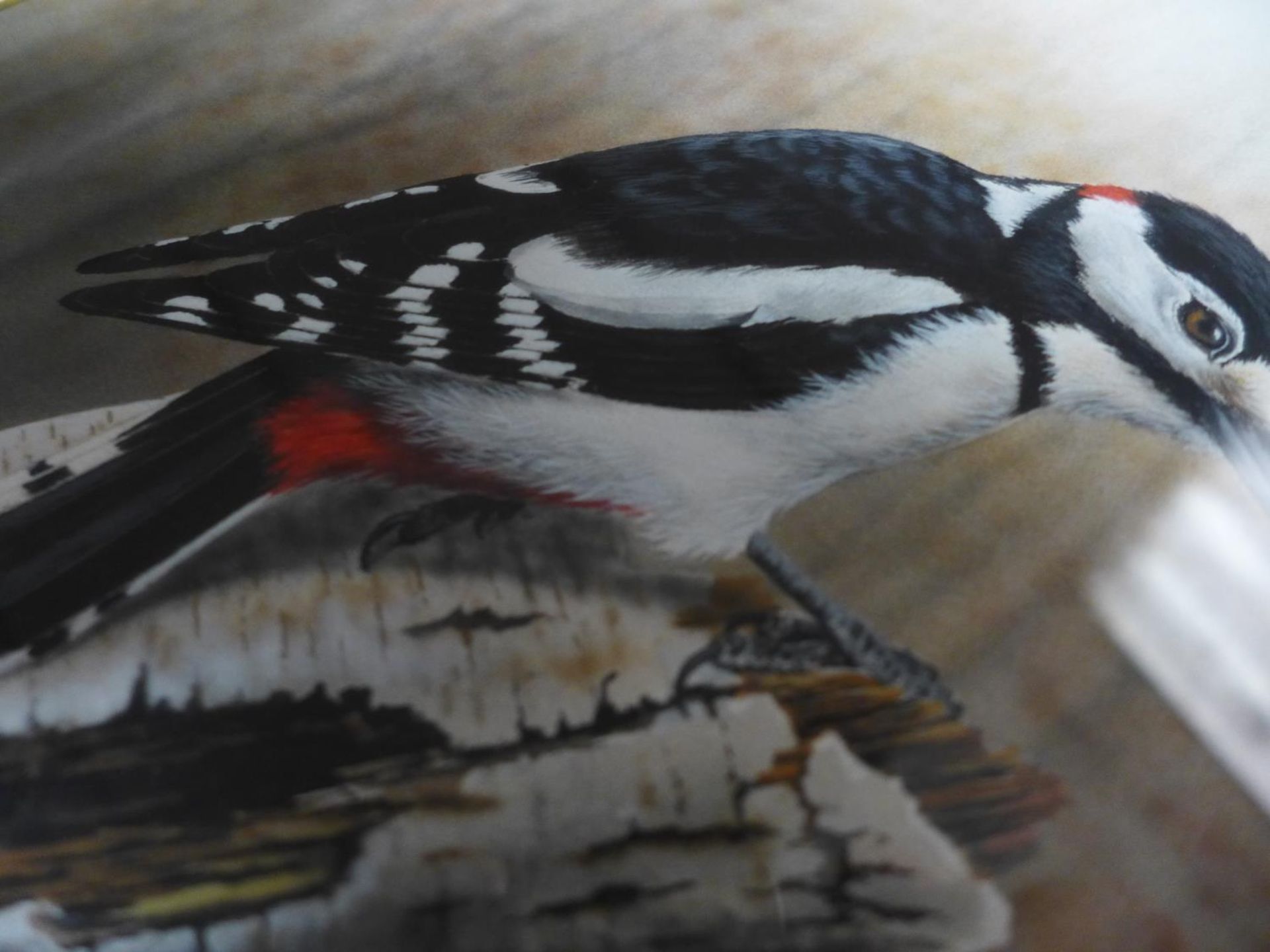 NIGEL ARTINGSTALL (BRITISH BORN 1963) 'GREAT SPOTTED WOODPECKER', WATERCOLOUR, SIGNED LOWER RIGHT, - Image 4 of 7