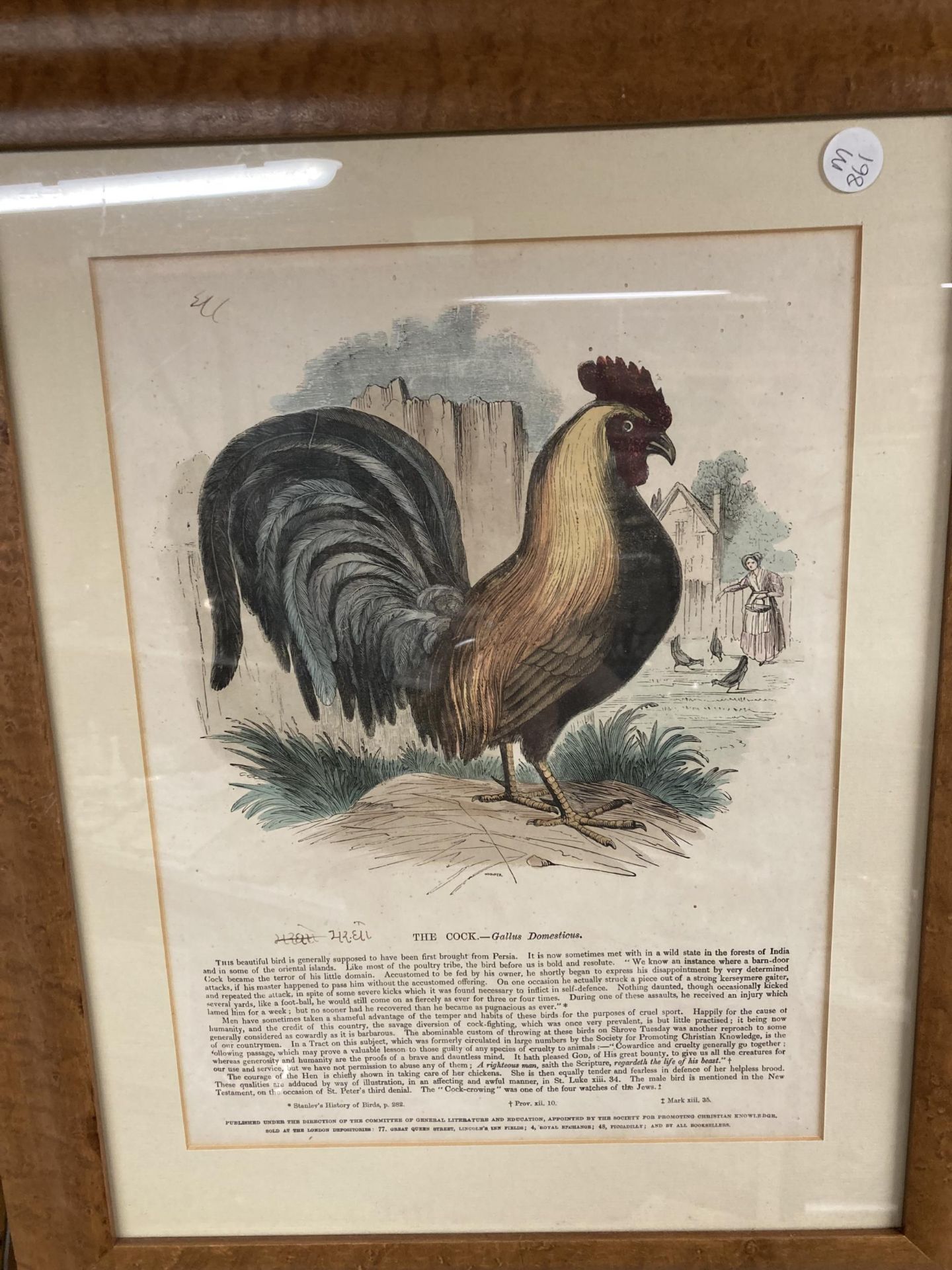 TWO FRAMED PRINTS OF BIRDS, 'THE COMMON HEN' AND 'THE COCK' - Image 2 of 3
