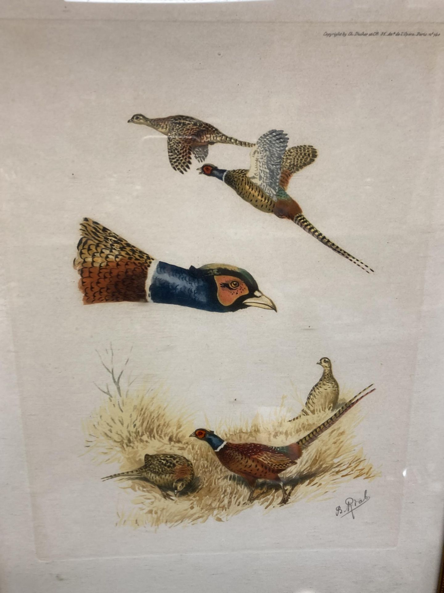 A SET OF FOUR FRAMED PENCIL SIGNED BIRD AND DOG WILDLIFE PRINTS - Image 3 of 6