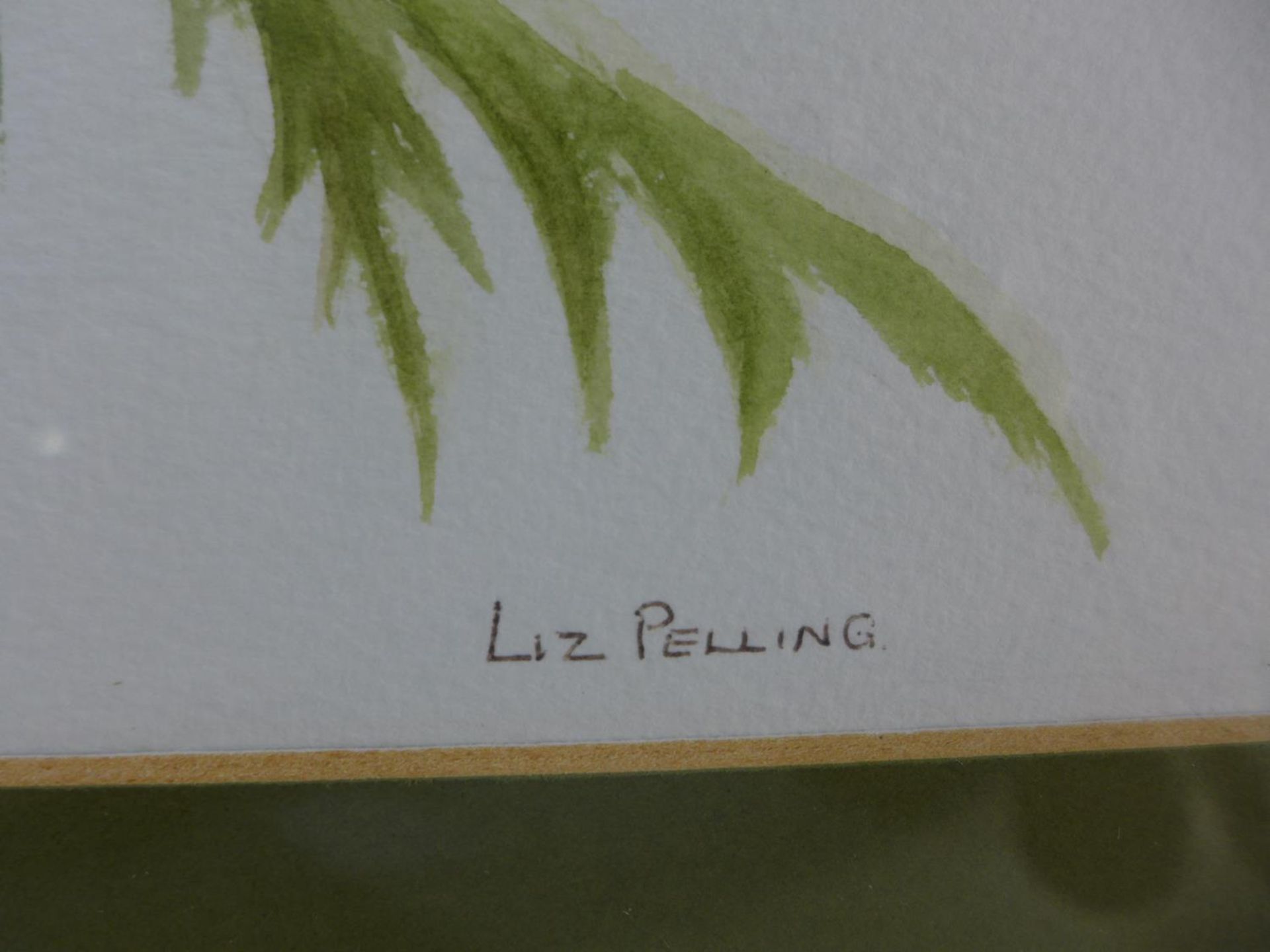 LIZ PELLING (BRITISH 20TH CENTURY) 'WHITE ORIENTAL POPPY', WATERCOLOUR, SIGNED LOWER RIGHT, LABEL - Image 2 of 5