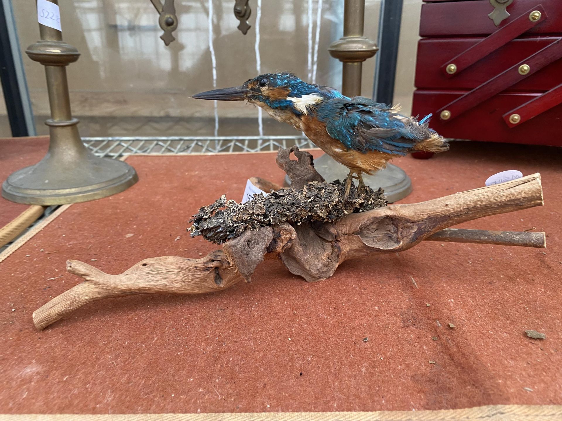 A TAXIDERMY KINGFISHER ON A LOG PLINTH - Image 2 of 3