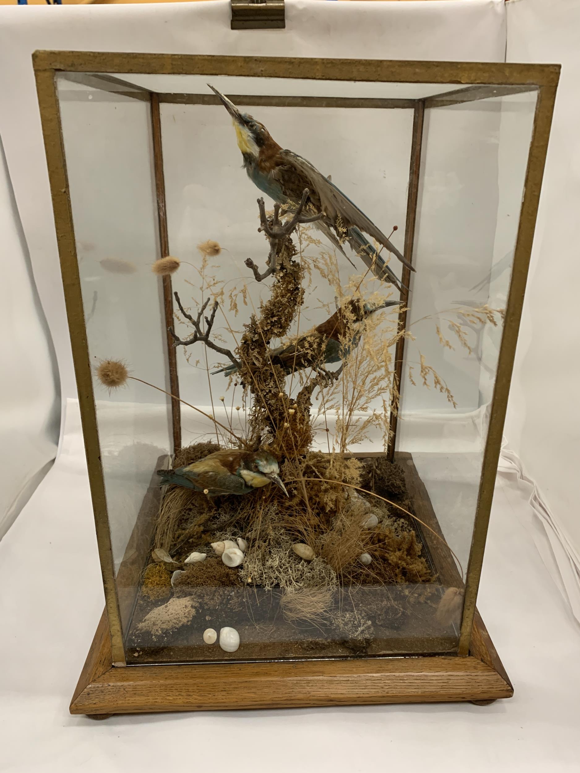A VINTAGE TAXIDERMY MODEL OF TWO BIRDS IN GLASS DISPLAY CASE WITH OAK BASE