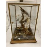 A VINTAGE TAXIDERMY MODEL OF TWO BIRDS IN GLASS DISPLAY CASE WITH OAK BASE