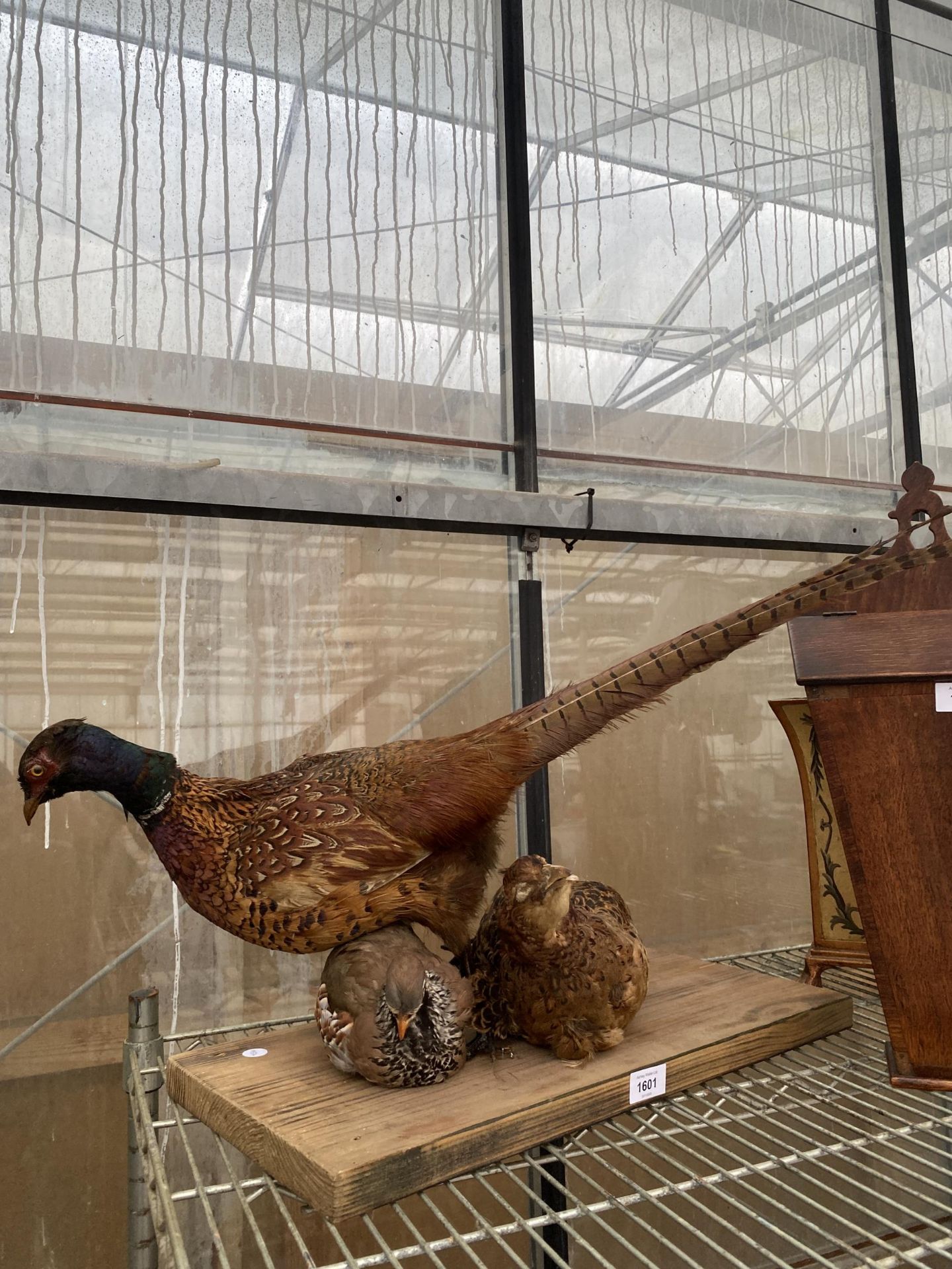 THREE TAXIDERMY PHESANTS ON A WOODEN PLINTH