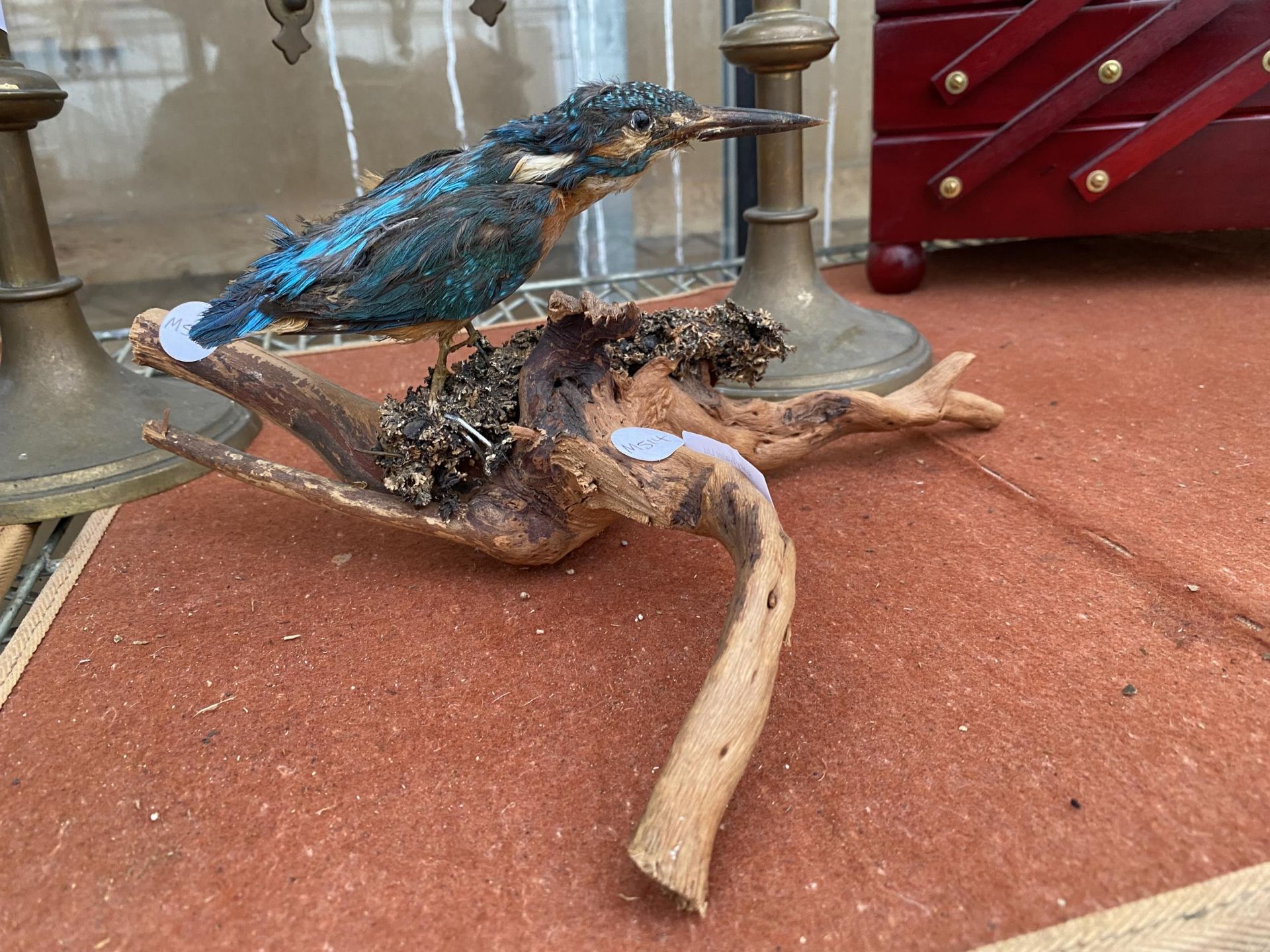 A TAXIDERMY KINGFISHER ON A LOG PLINTH