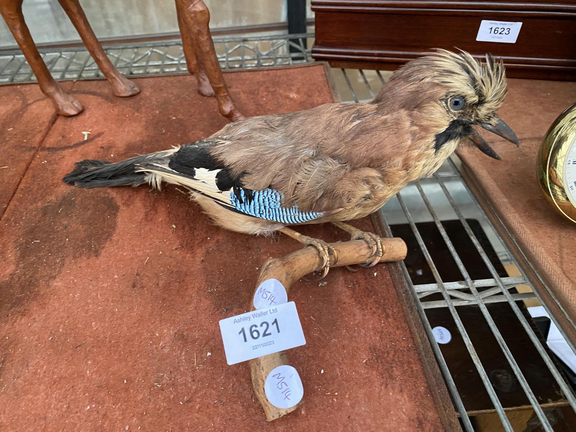 A TAXIDERMY JAY ON A WOODEN LOG BASE