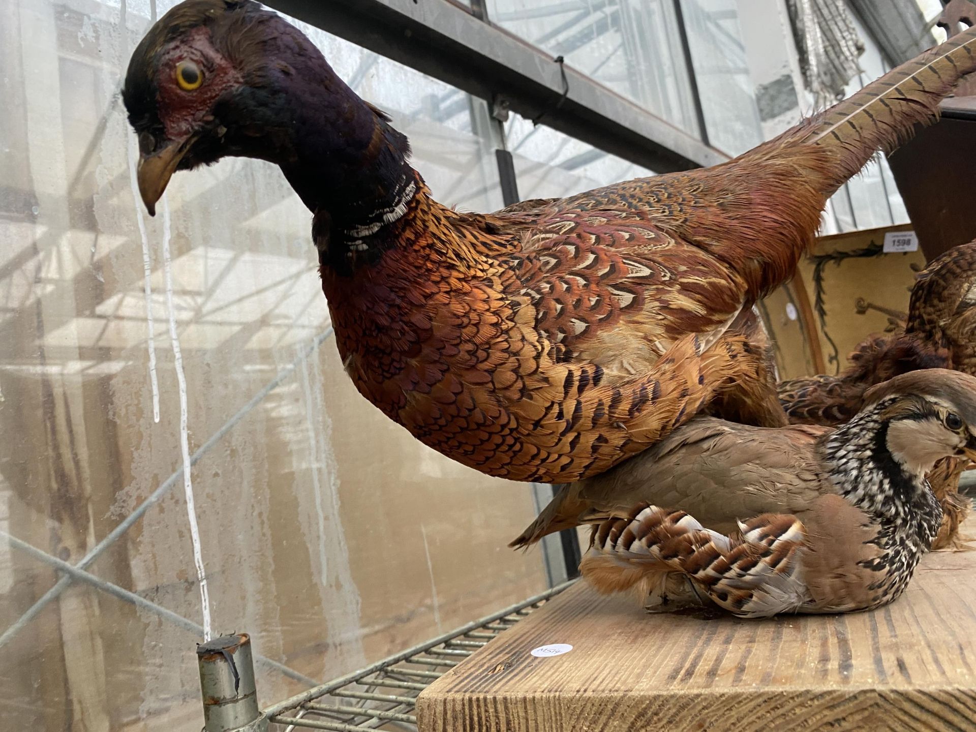 THREE TAXIDERMY PHESANTS ON A WOODEN PLINTH - Image 3 of 4