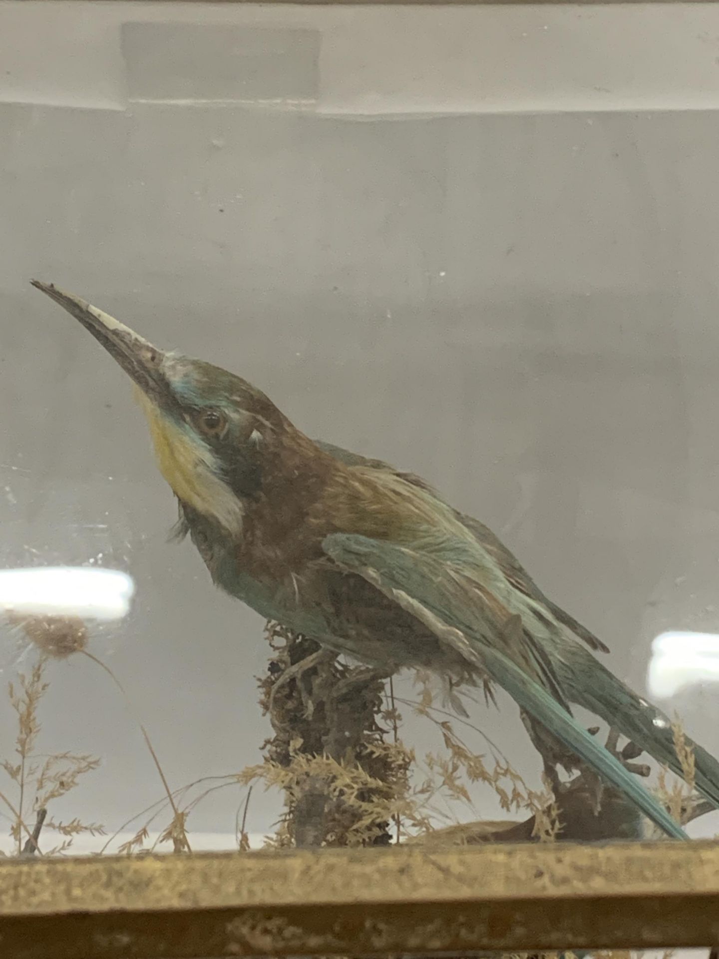 A VINTAGE TAXIDERMY MODEL OF TWO BIRDS IN GLASS DISPLAY CASE WITH OAK BASE - Image 3 of 4