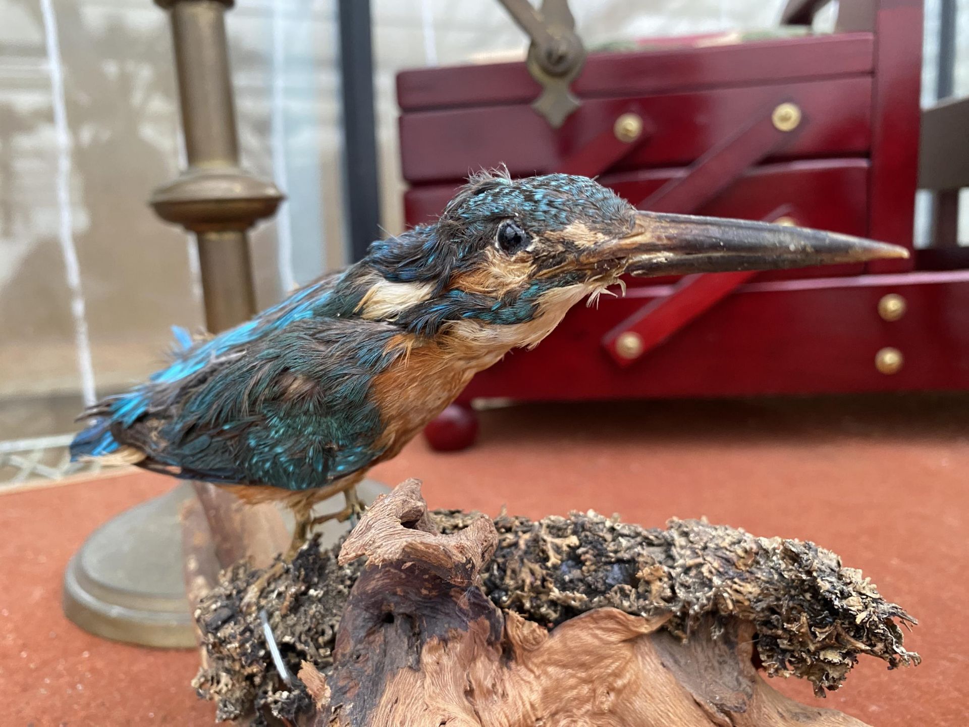 A TAXIDERMY KINGFISHER ON A LOG PLINTH - Image 3 of 3