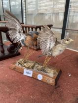 TWO TAXIDERMY CHAFFINCH ON A WOODEN PLINTH BASE