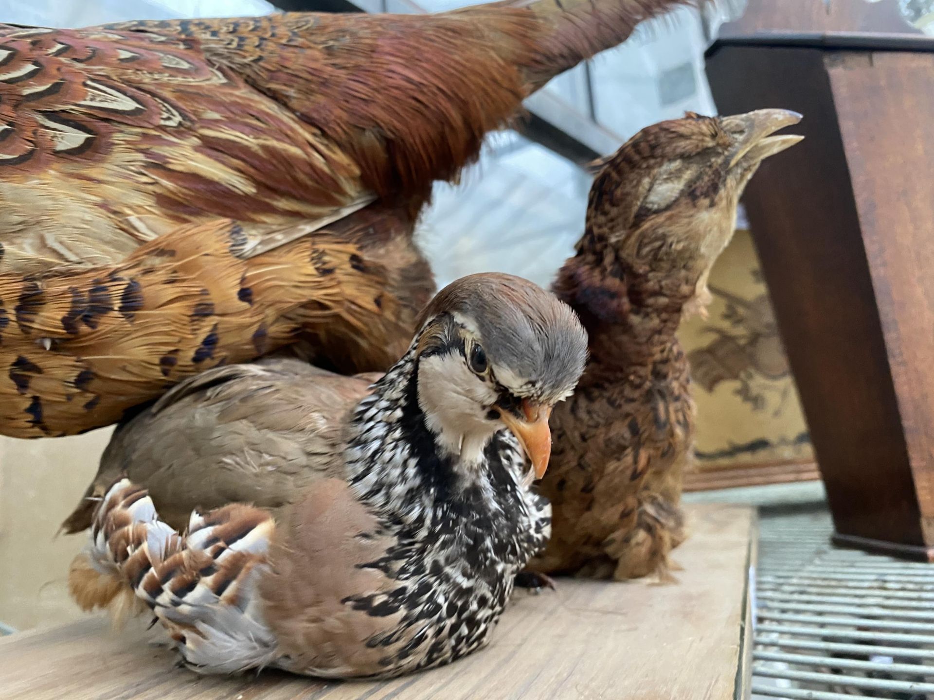 THREE TAXIDERMY PHESANTS ON A WOODEN PLINTH - Image 4 of 4