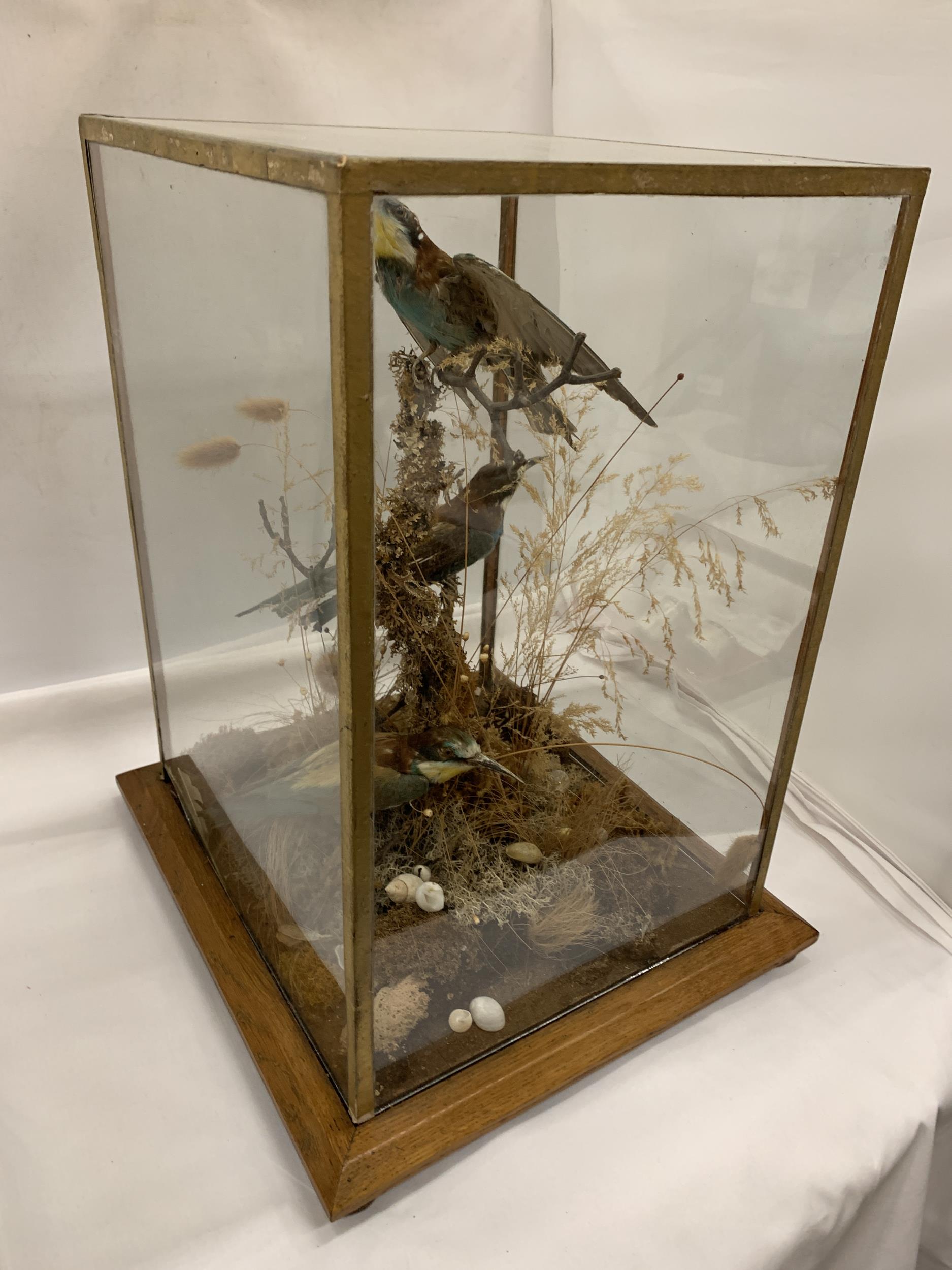 A VINTAGE TAXIDERMY MODEL OF TWO BIRDS IN GLASS DISPLAY CASE WITH OAK BASE - Image 4 of 4