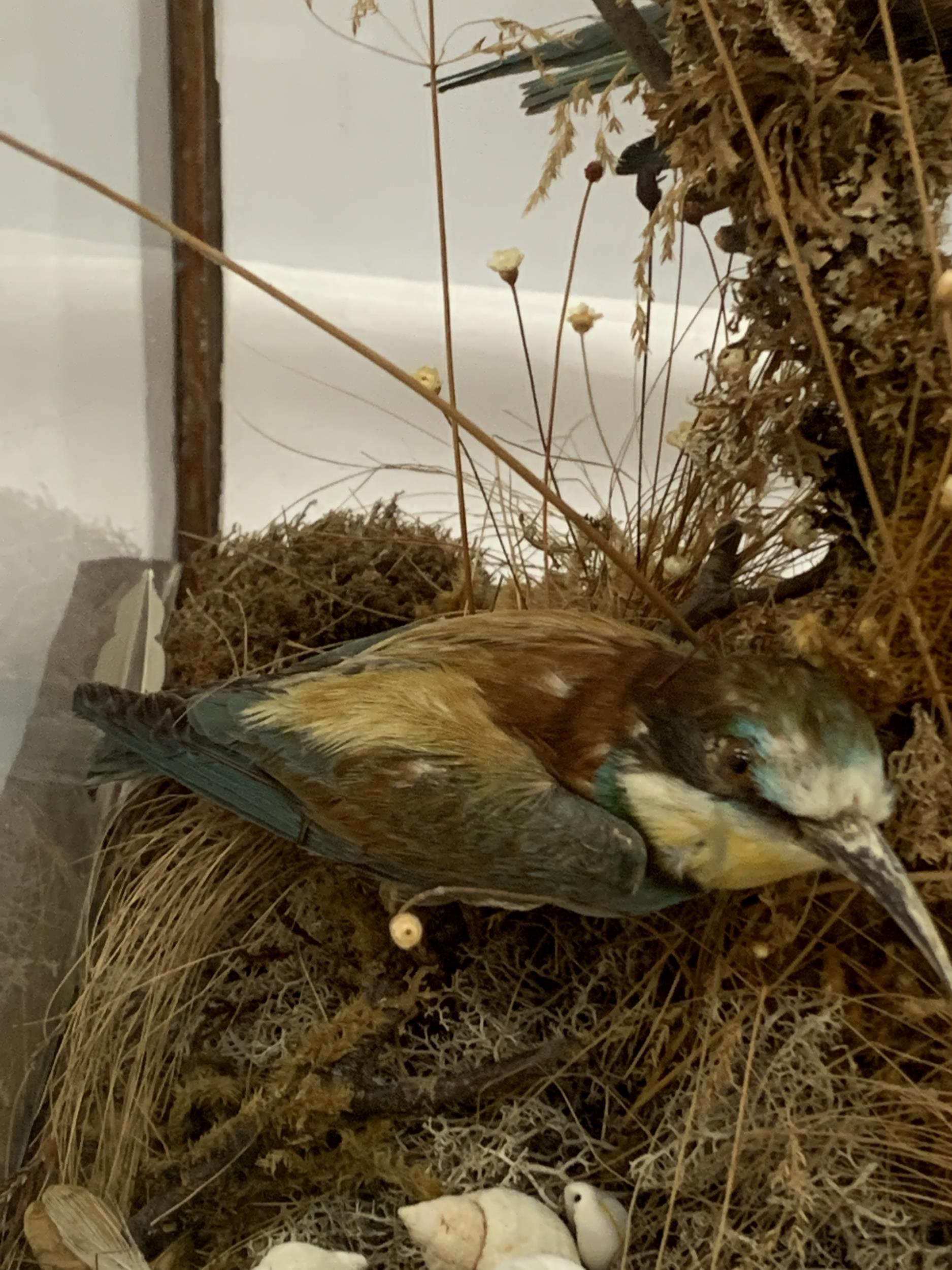 A VINTAGE TAXIDERMY MODEL OF TWO BIRDS IN GLASS DISPLAY CASE WITH OAK BASE - Image 2 of 4