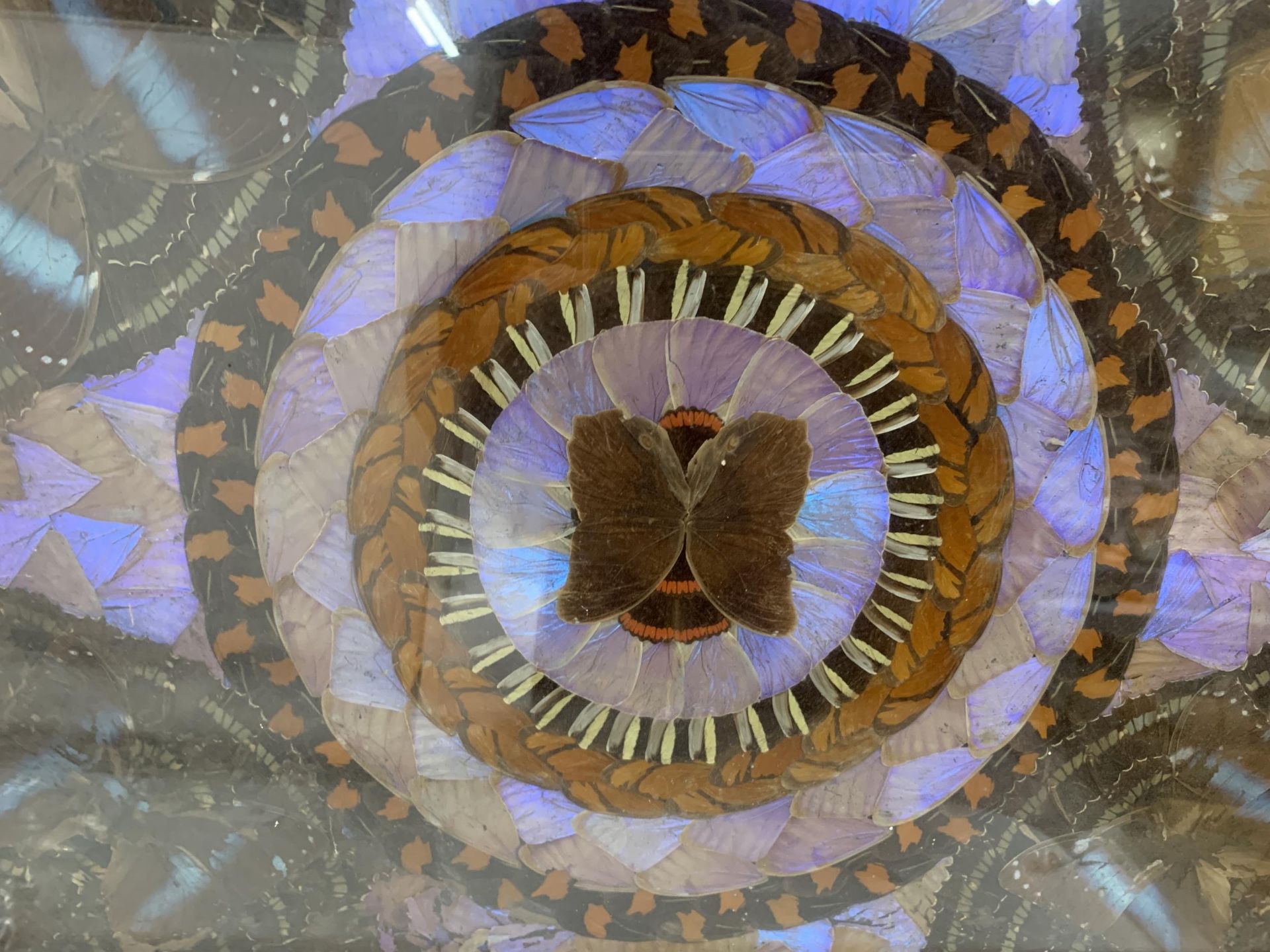 A 1920'S, BRAZILIAN, ART DECO MAHOGANY BUTTERFLY DRINKS TRAY WITH INLAID MARQUETRY BORDER, IN - Image 3 of 4