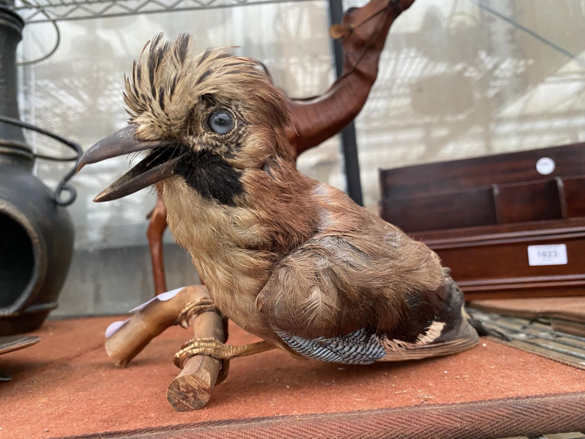 A TAXIDERMY JAY ON A WOODEN LOG BASE - Image 2 of 2