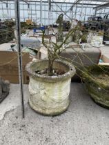 A ROUND CONCRETE GARDEN PLANTER WITH AN ACER