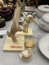 A GROUP OF VINTAGE MEDICAL DISPLAYS, ARCOXIA, TEETH ETC