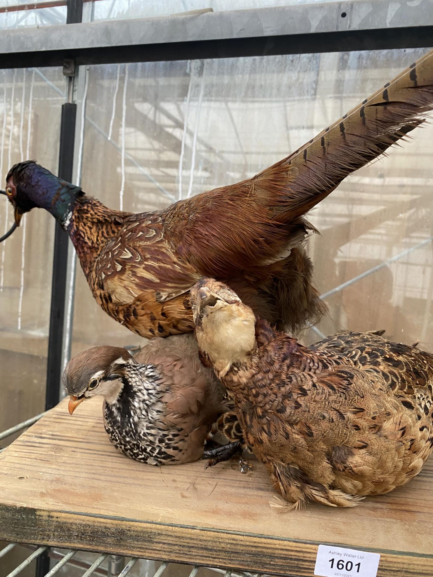 THREE TAXIDERMY PHESANTS ON A WOODEN PLINTH - Image 2 of 4