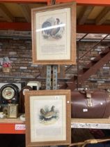 TWO FRAMED PRINTS OF BIRDS, 'THE COMMON HEN' AND 'THE COCK'