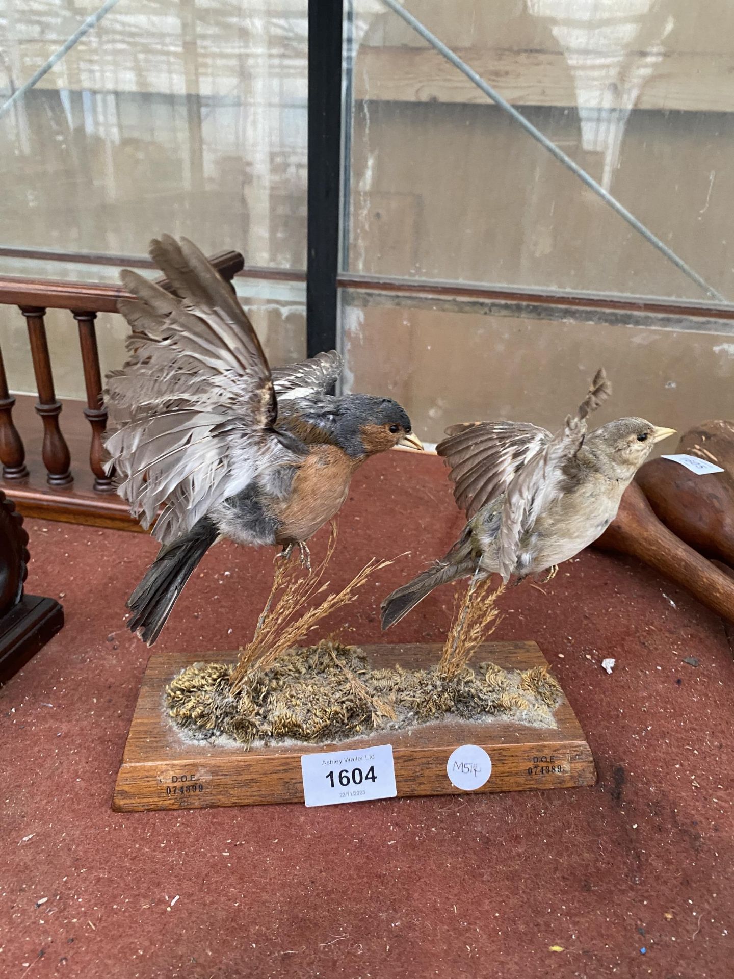 TWO TAXIDERMY CHAFFINCH ON A WOODEN PLINTH BASE - Image 2 of 5