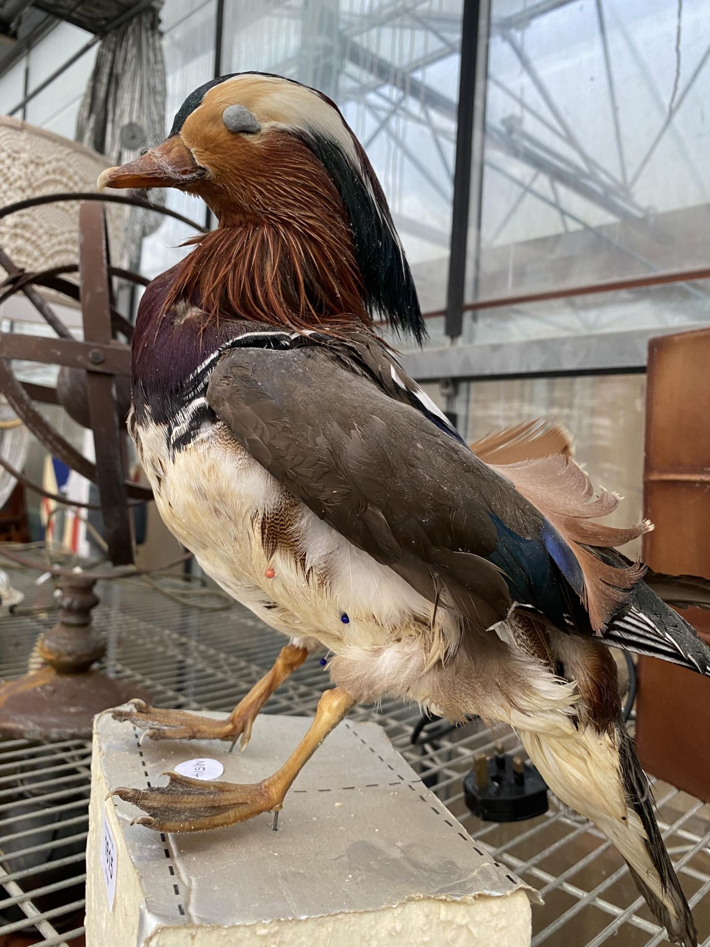 A TAXIDERMY MANDARIN DUCK - Bild 2 aus 2