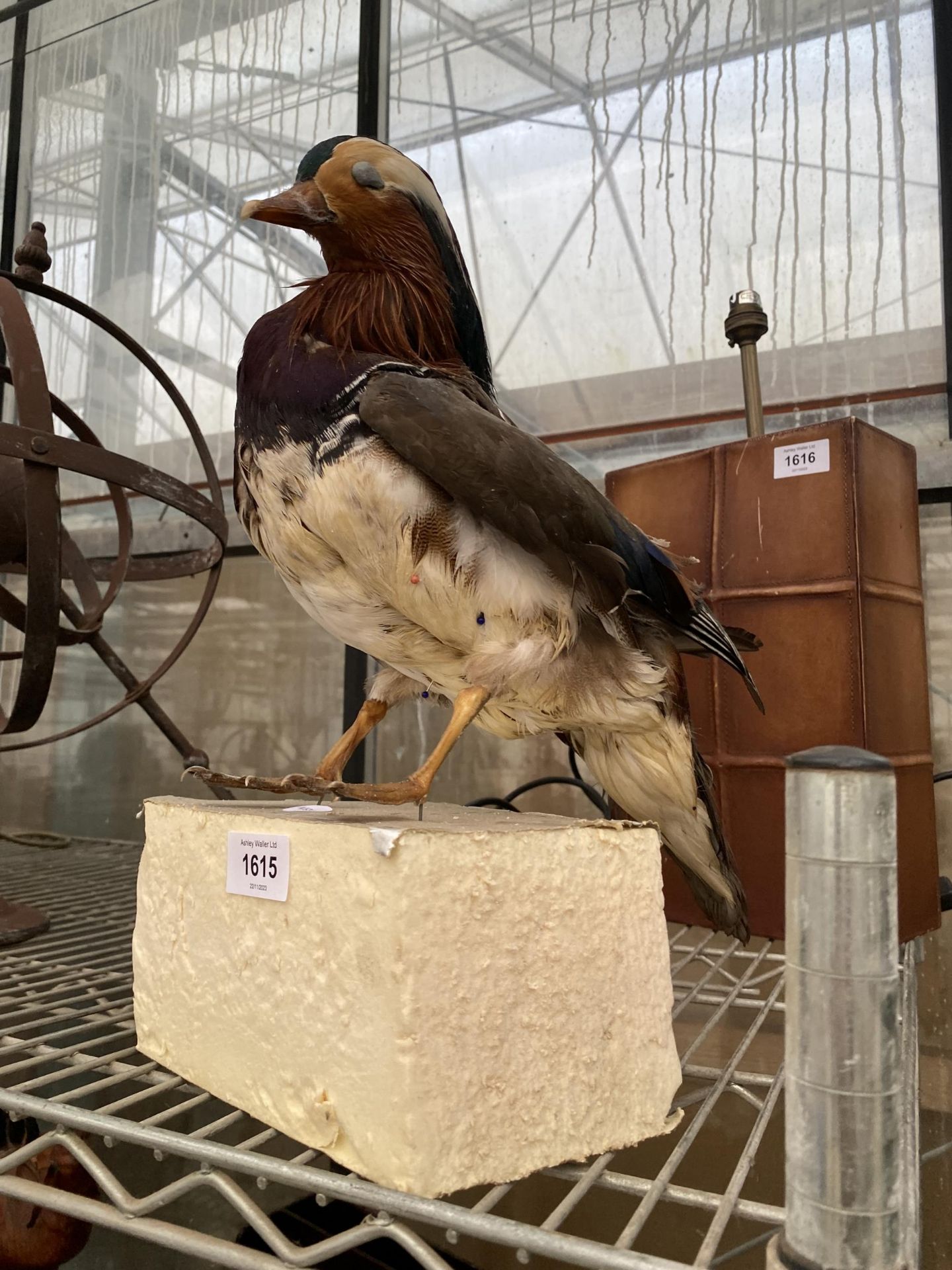 A TAXIDERMY MANDARIN DUCK