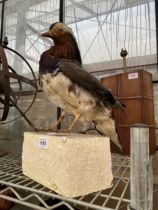 A TAXIDERMY MANDARIN DUCK