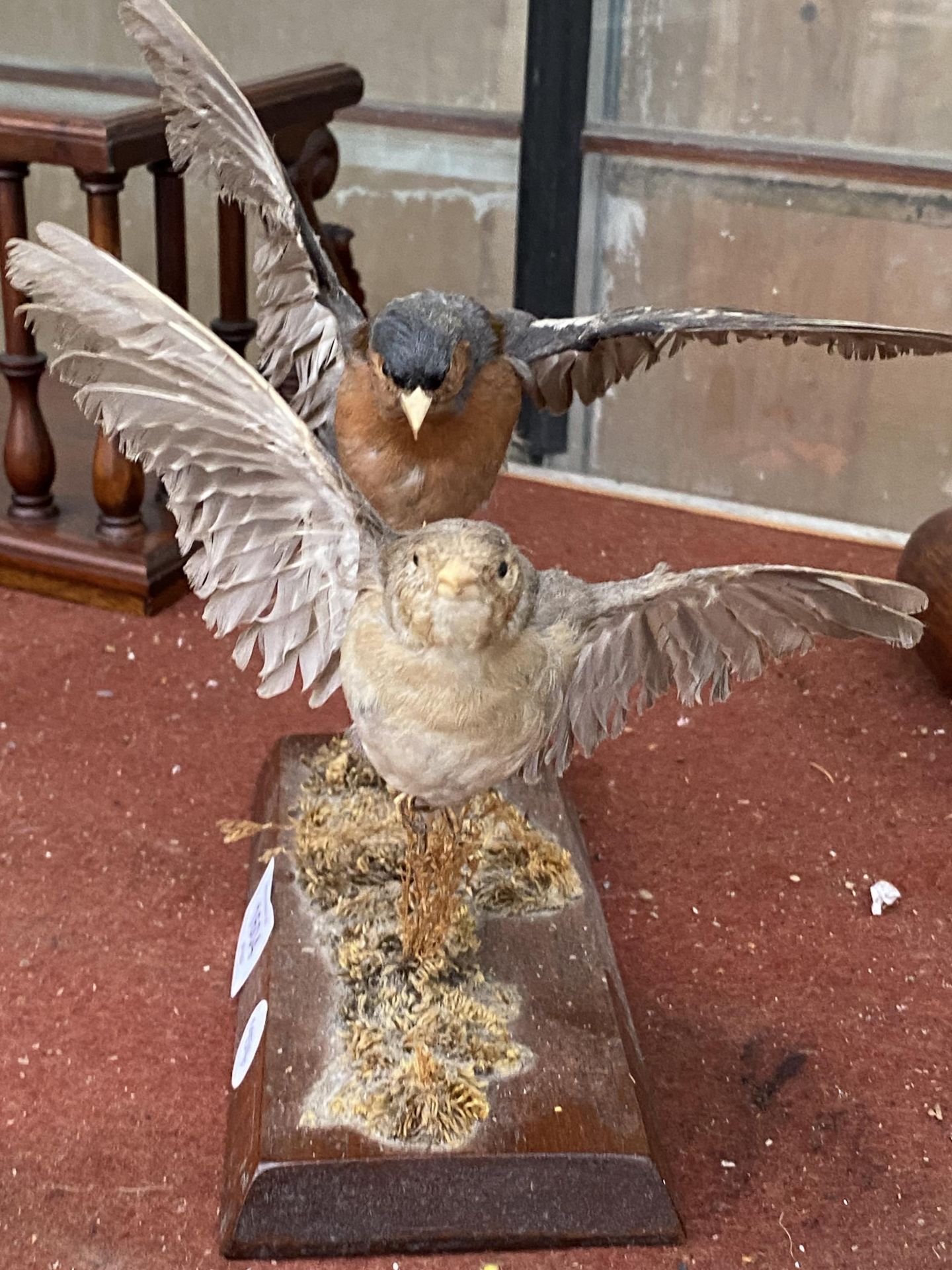 TWO TAXIDERMY CHAFFINCH ON A WOODEN PLINTH BASE - Image 5 of 5