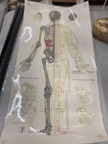 A VINTAGE MEDICAL WALL CHART