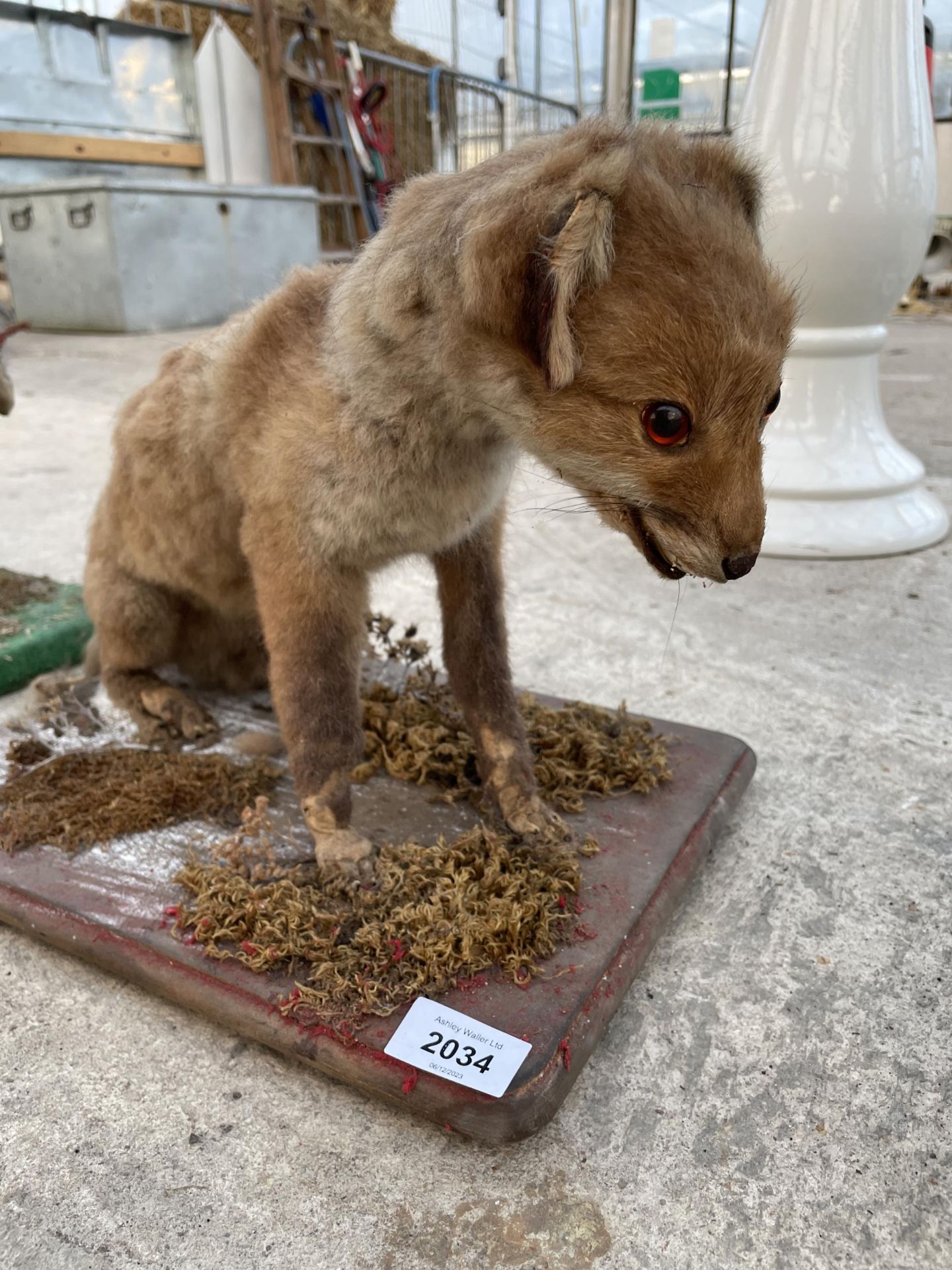 A VINTAGE TAXIDERMY FOX CUB ON A WOODEN PLINTH - Image 2 of 5