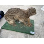 A VINTAGE TAXIDERMY RABBIT ON A WOODEN PLINTH