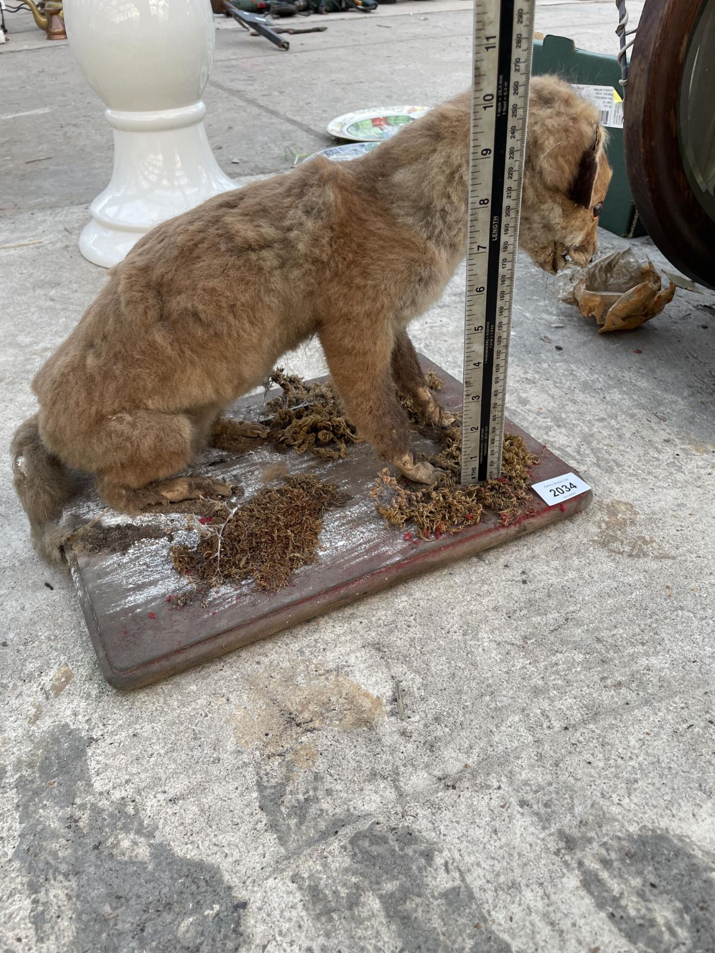 A VINTAGE TAXIDERMY FOX CUB ON A WOODEN PLINTH - Image 3 of 5