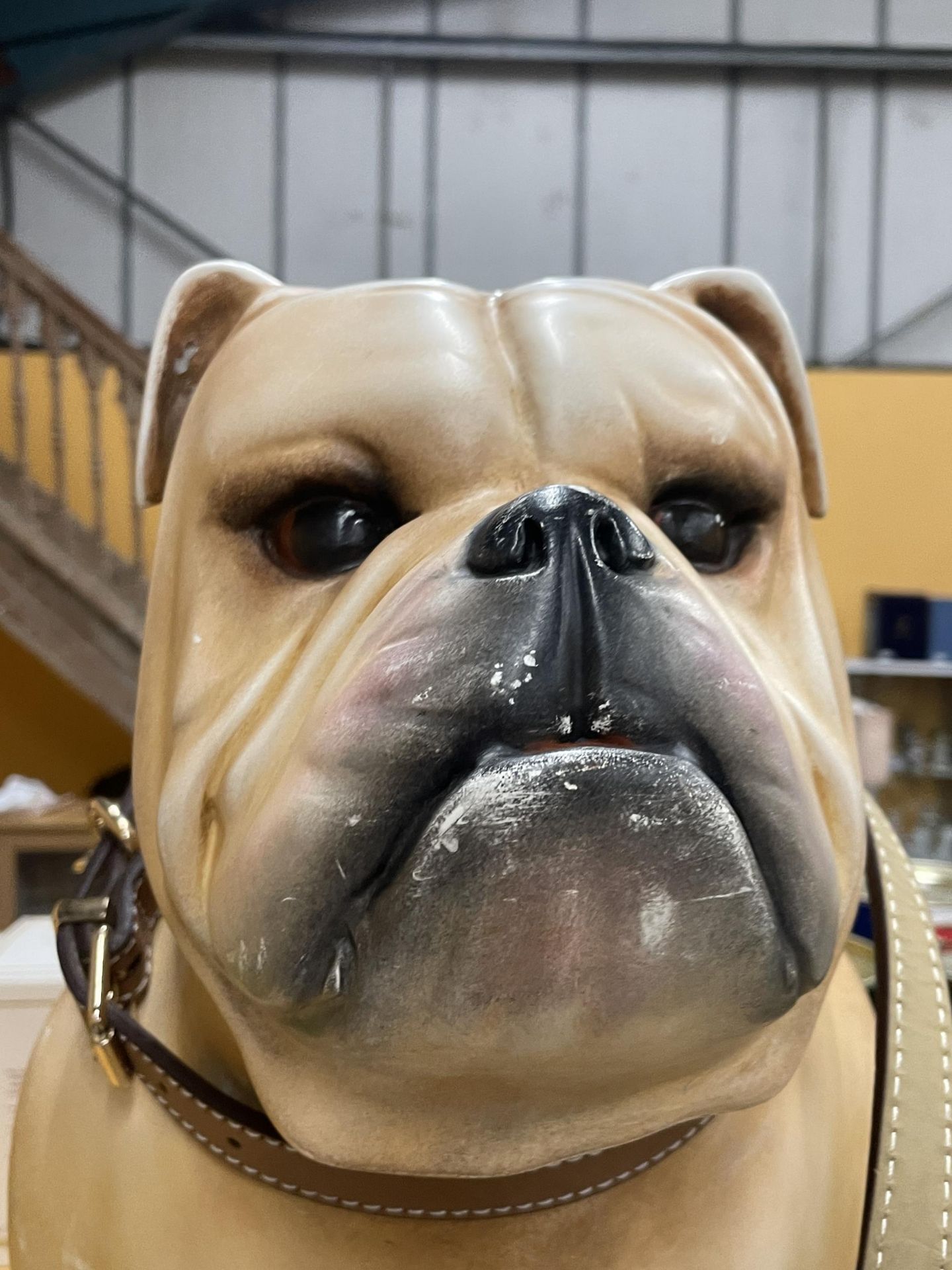 A VERY LARGE BULLDOG FIGURE WITH LEAD AND COLLAR 27" X 23" - Image 2 of 3