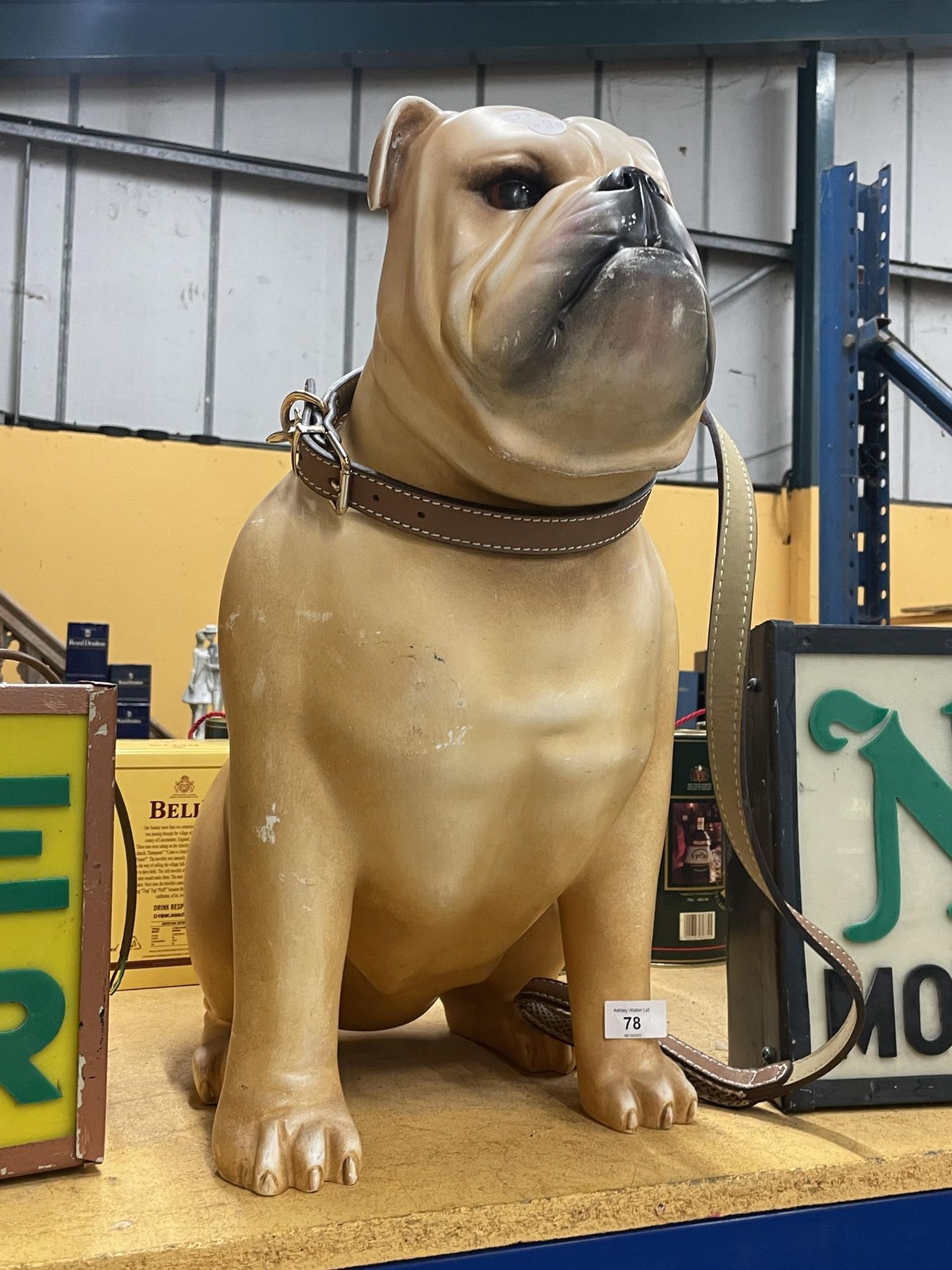 A VERY LARGE BULLDOG FIGURE WITH LEAD AND COLLAR 27" X 23" - Image 3 of 3