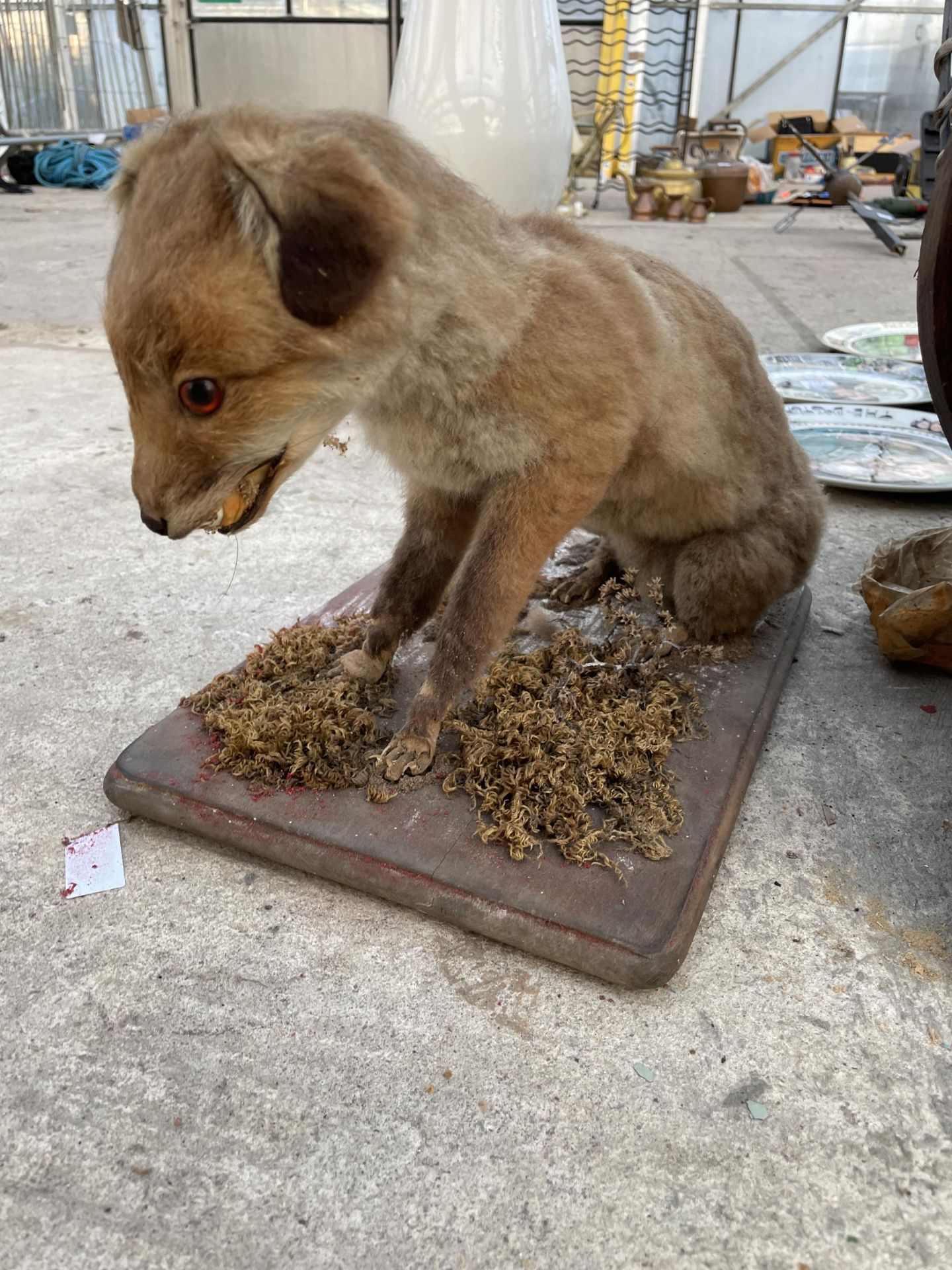 A VINTAGE TAXIDERMY FOX CUB ON A WOODEN PLINTH - Image 5 of 5