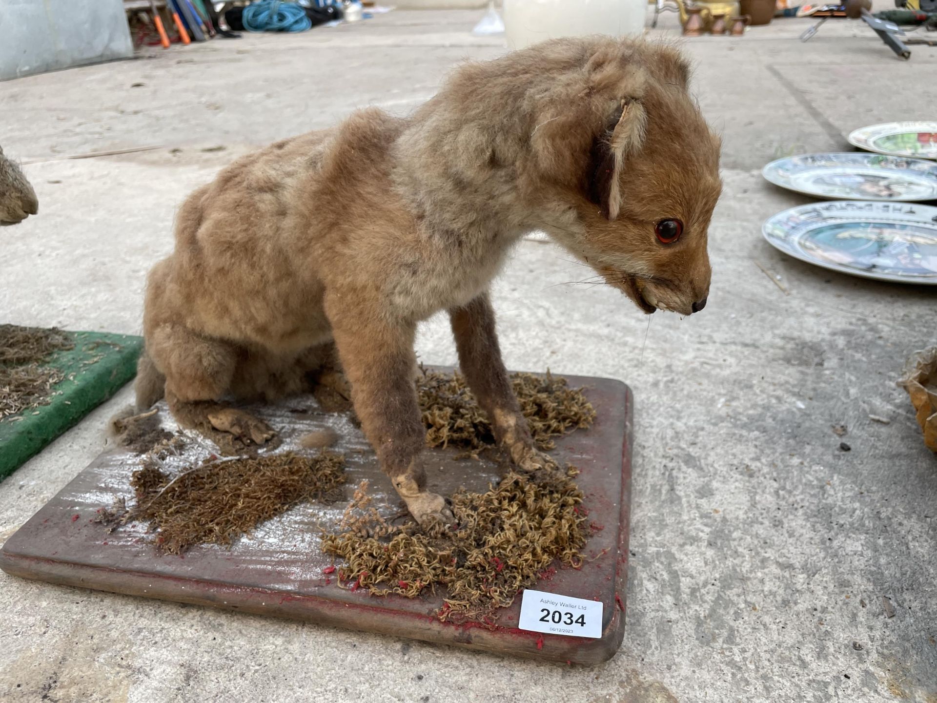 A VINTAGE TAXIDERMY FOX CUB ON A WOODEN PLINTH