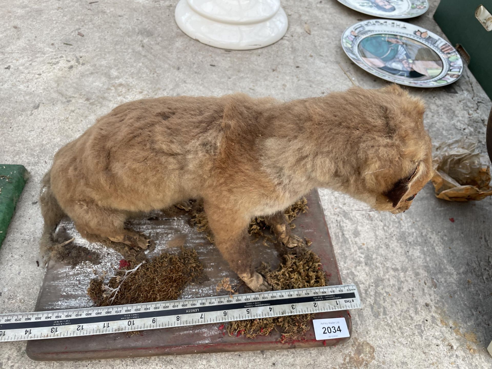 A VINTAGE TAXIDERMY FOX CUB ON A WOODEN PLINTH - Image 4 of 5