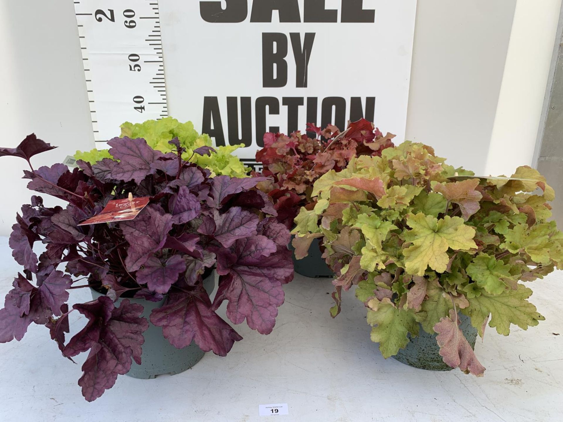 FOUR ASSORTED VARIETIES OF HEUCHERA INDIAN SUMMER + VAT - Image 2 of 8