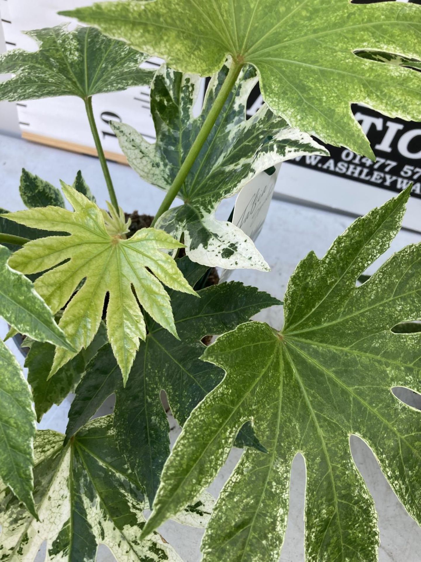 FOUR FATSIA JAPONICA SPIDERS WEB IN 2 LTR POTS + VAT - Image 5 of 5