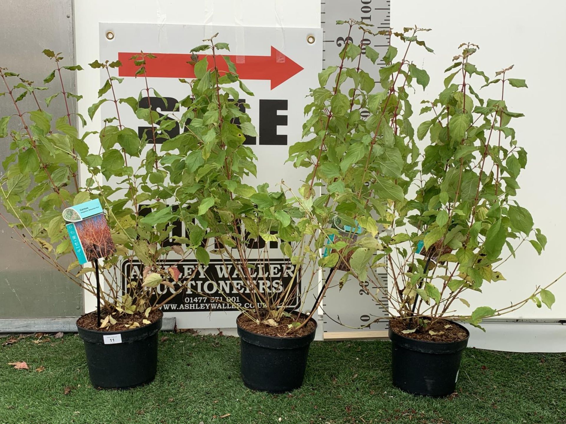 THREE CORNUS SANGUINEA MIDWINTER FIRE IN 3.5 LTR POTS + VAT - Image 2 of 5