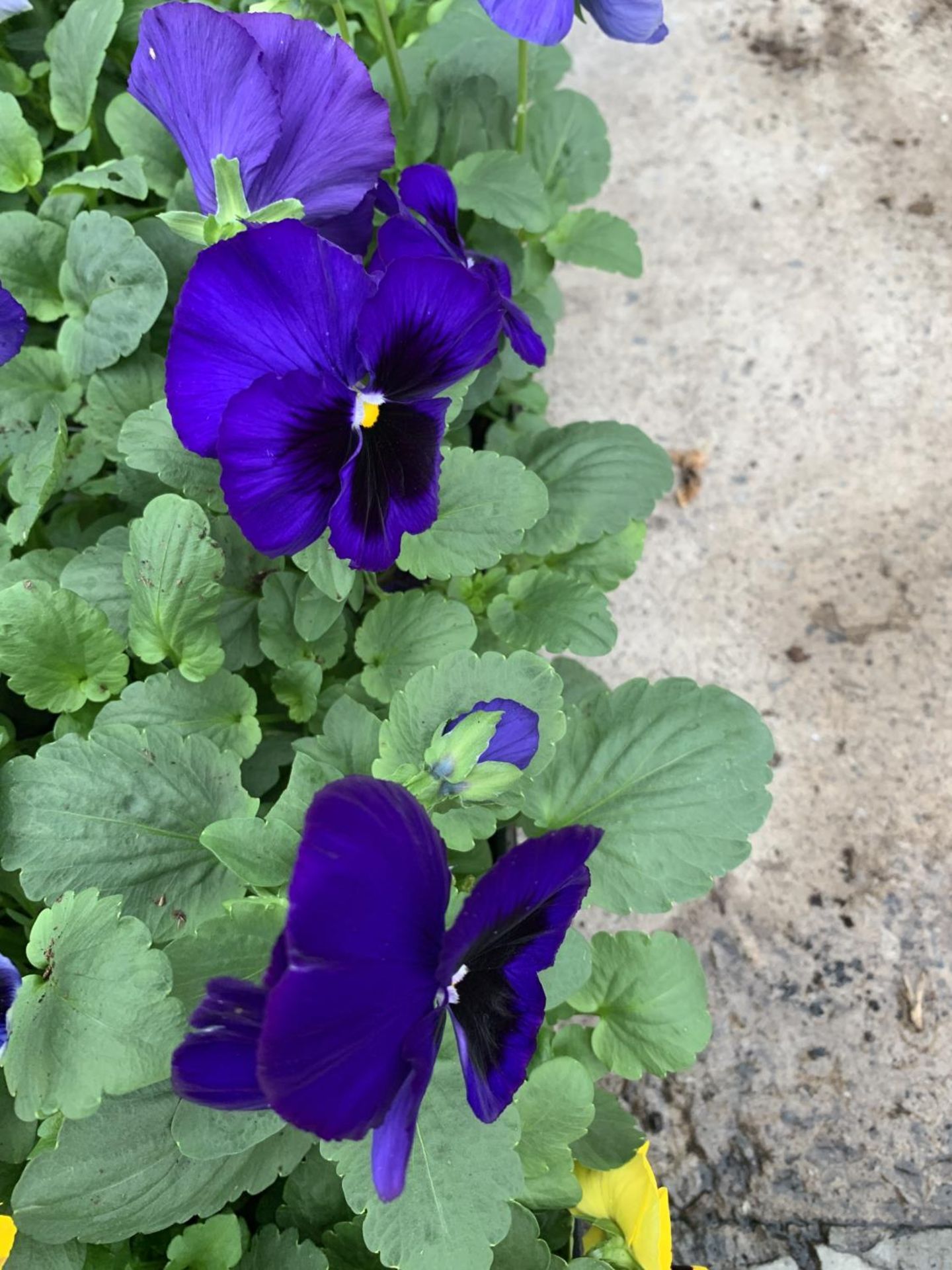 TEN TRAYS OF PANSIES (SIX PLANTS PER PACK) + VAT - Image 2 of 3