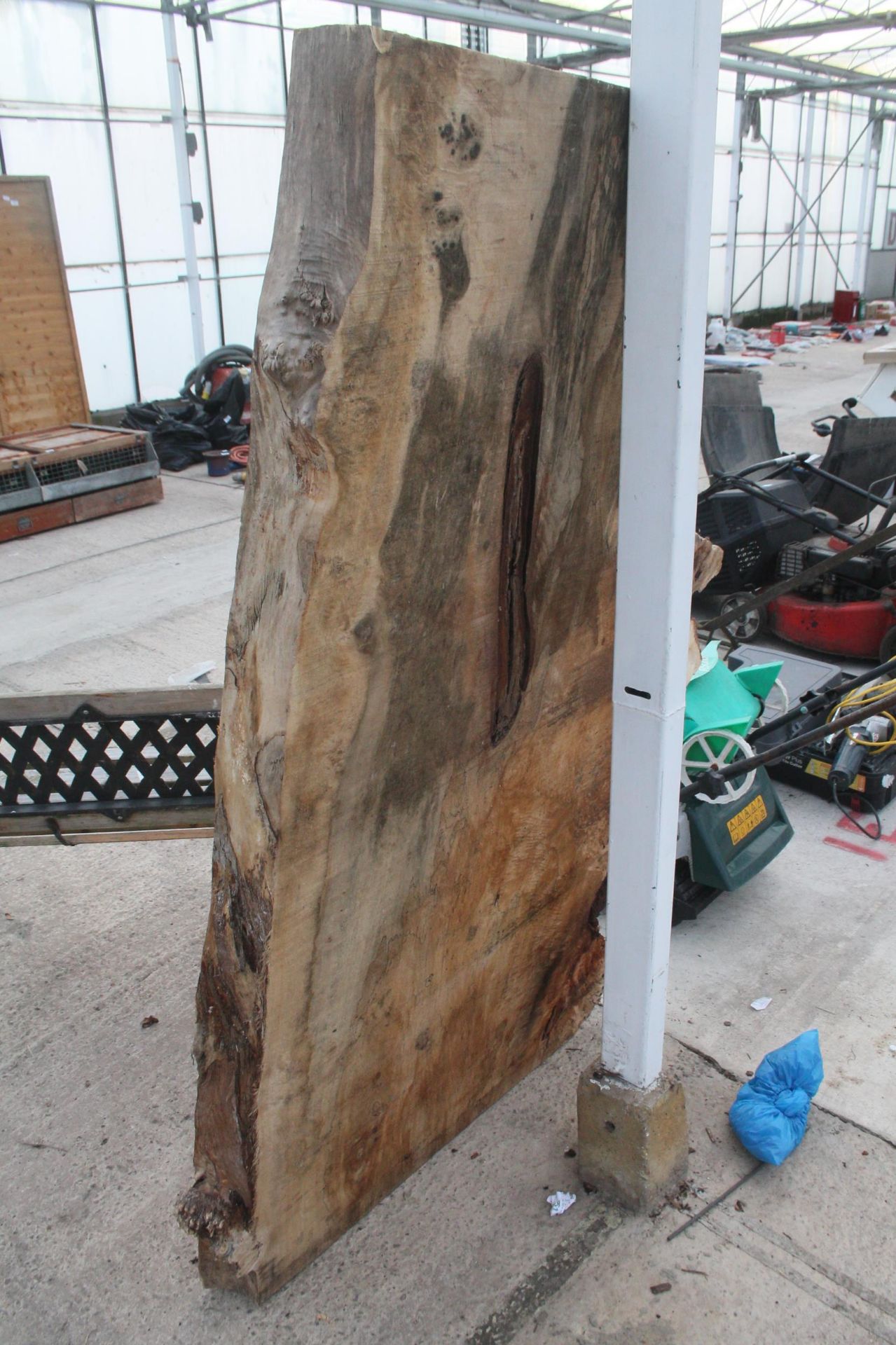 LG SLAB OF CEDAR 4" THICK 5 FT LONG APPROX. NO VAT - Image 2 of 2
