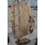 LG SLAB OF CEDAR 4" THICK 5 FT LONG APPROX. NO VAT