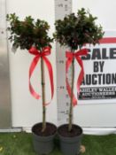 TWO STANDARD ILEX MESERVEAE BLUE MAID HOLLY TREES WITH BERRIES IN 7.5 LTR POTS 150CM TALL + VAT TO