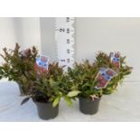 FOUR LEUCOTHOE ZEBLID IN 2 LTR POTS + VAT TO BE SOLD FOR THE FOUR PLANTS