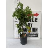 ONE CITRUS RED LIME TREE WITH FRUIT IN P22 POTS HEIGHT 100CM NO VAT