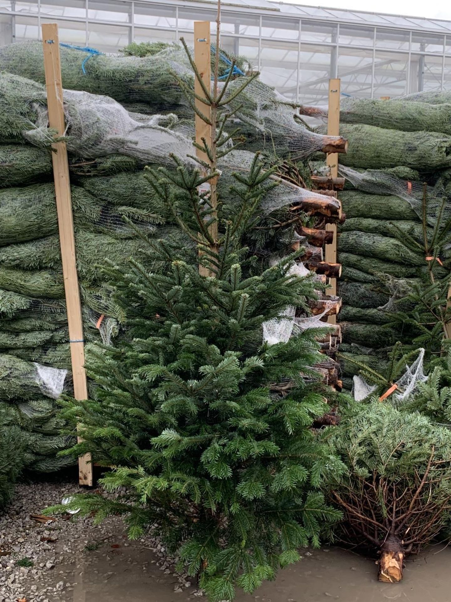 FIVE NORDMAN FIR CHRISTMAS TREES 5-6 FT TALL + VAT. THE TREE PICTURES ARE OF GENERAL STOCK. TO BE